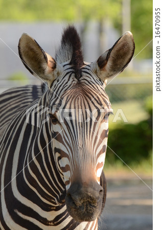 Hartman Yama Zebra 16470955