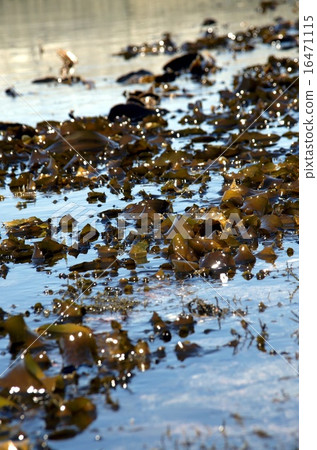 Natural kelp 16471115