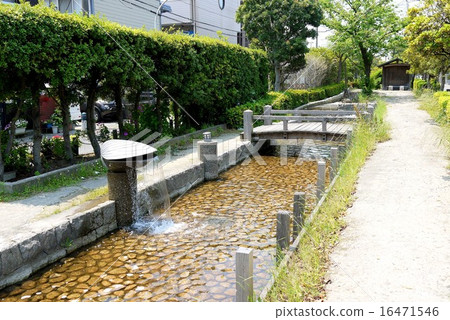 Shikokame green road (May) Urayasu city Chiba prefecture Shikokame green road (May) Urayasu city Chiba prefecture 16471546