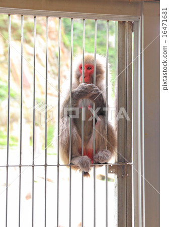 Monkeys waiting for food, Japanese macaques, Hatsakizaki Monkey Bay 16471681