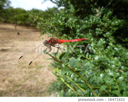 紅蜻蜓 16471832