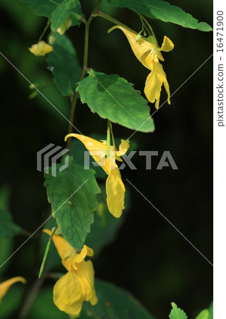 Kitsurifuna blooming in early summer of Takayama 16471900