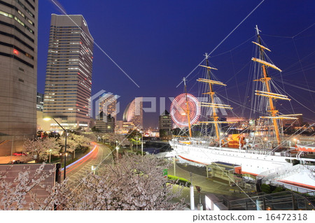 Japan Maruya Cherry trees 16472318