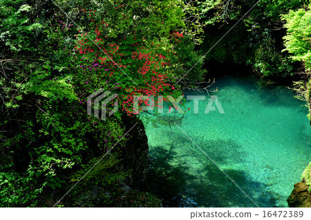 尼特羅河支流和Hikari清澈的水 16472389