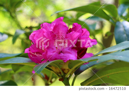 Sacrifice davit 16472510