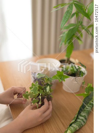 葉子植物 葉子植物 16472517