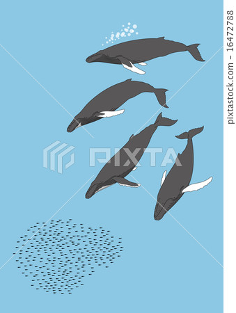 Bubble net feeding 16472788