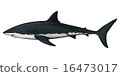 White shark shark 16473017