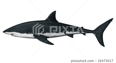 白鯊鯊 16473017
