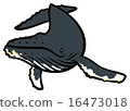 Humpback whale 16473018