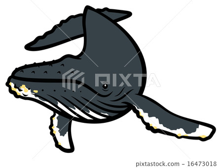 Humpback whale 16473018