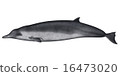 Bahamond auspicious whale 16473020