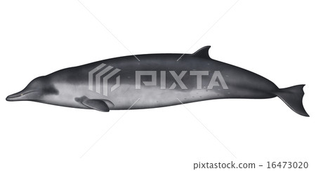 Bahamond auspicious whale 16473020