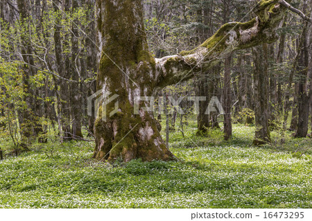 Native forest 16473295