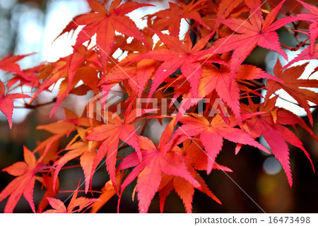 秋葉在京都 16473498