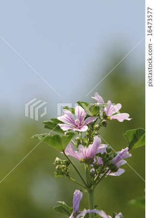 翁布里亞奧約 16473577