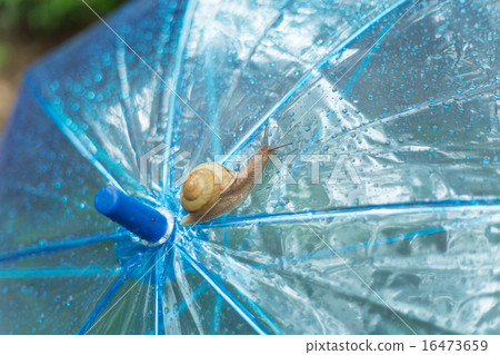 Snail riding an umbrella 16473659