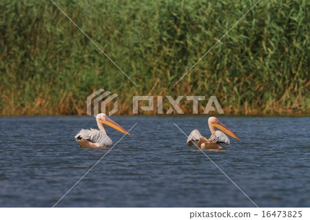 pelicans in the Danube Delta 16473825