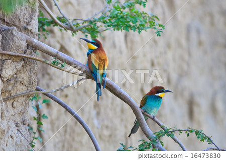 european bee eater (merops apiaster) 16473830