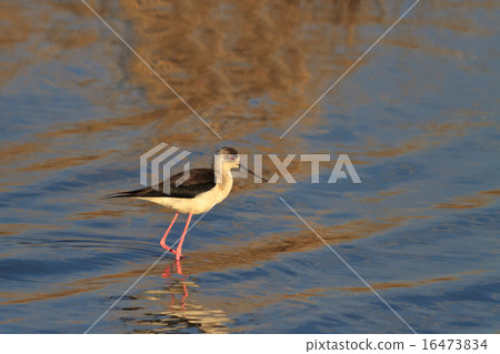 black winged stilt 16473834