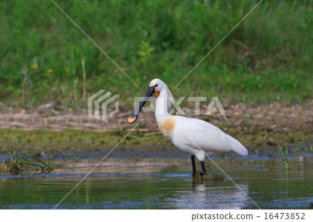 spoonbill (Platalea leucorodia) spoonbill (Platalea leucorodia) 16473852