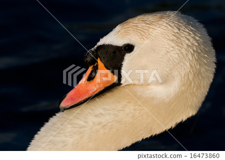 white swan white swan 16473860