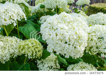 Hydrangea arborescens Annabelle summer flowers Hydrangea arborescens Annabelle summer flowers 16473874