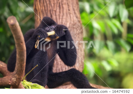 Yellow-cheeked gibbon male, Nomascus gabriellae  16474592
