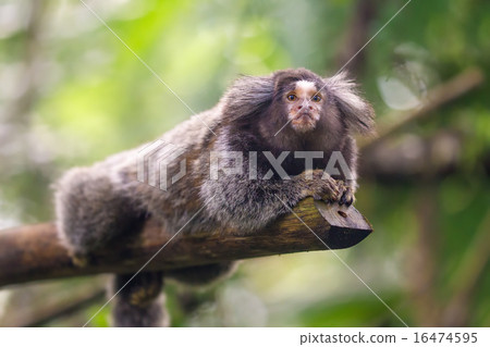 Common Marmoset Callithrix jacchus Common Marmoset Callithrix jacchus 16474595