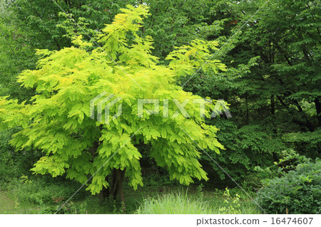 Golden Acacia 16474607