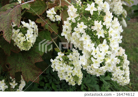 Kashiwaba繡球花 16474612