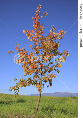 秋葉卡琳 16474963