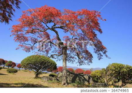 Autumn leaves Autumn leaves 16474965