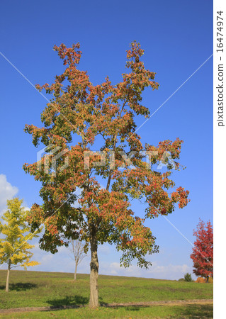 秋葉Nankinhase（Yamadakeke公園） 16474974