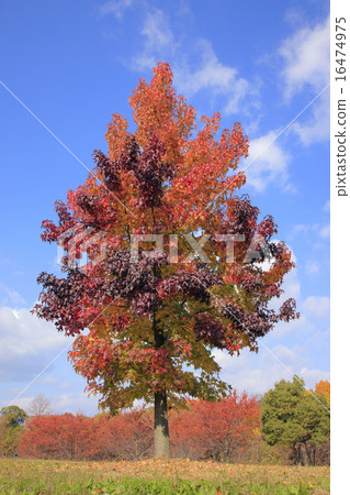 秋葉Momigiba-fu（Yamadakei公園） 16474975