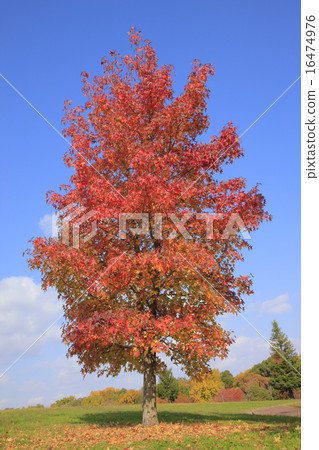 秋葉Momigiba-fu（Yamadakei公園） 16474976