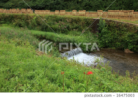 Rice paddy field in Tochigi prefecture 16475003