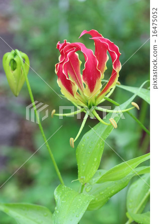Gloriosa's flowers and buds 16475052
