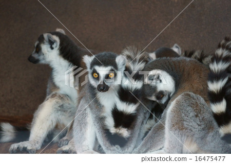 Rokuo fox monkey worm lemur Rokuo fox monkey worm lemur 16475477