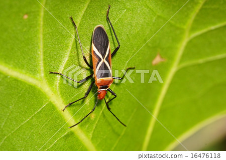 Cotton stainer bug 16476118