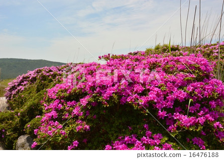 在Ebino Kogen開花盛開的霧島山脈Miyama霧島 在Ebino Kogen開花盛開的霧島山脈Miyama霧島 16476188