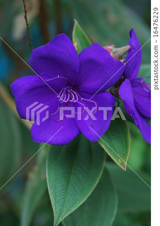 我叫紫色kono peony shikono按鈕。 16476229