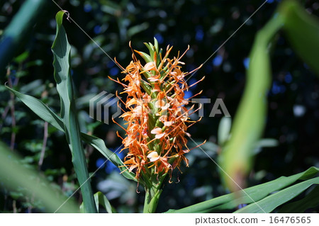 它被稱為姜薑百合。 它被稱為姜薑百合。 16476565