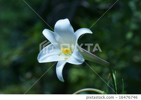 我叫Takasago Yuri Takasago Yuri。 我叫Takasago Yuri Takasago Yuri。 16476746