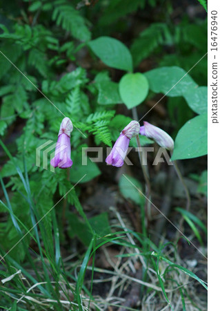 我的名字是Namban煙管Nambangisel。 16476940