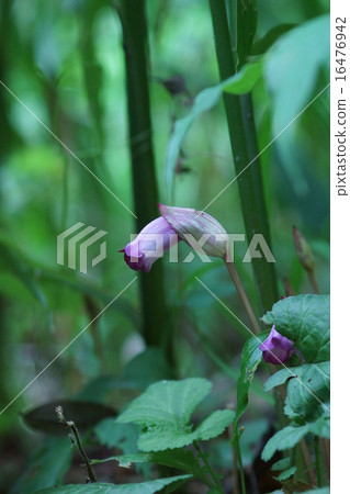 我的名字是Namban煙管Nambangisel。 16476942