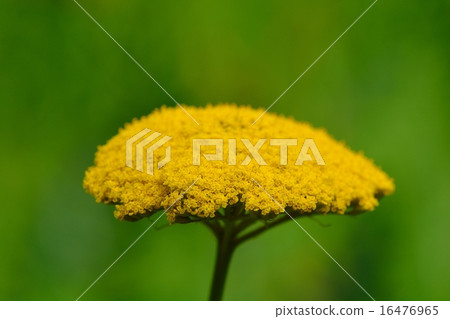 鼻子亞羅 16476965
