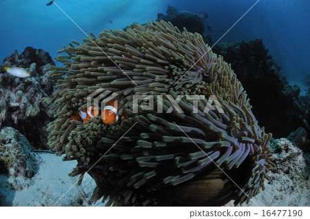Clown anemonefish 16477190