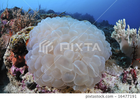 珊瑚 16477191
