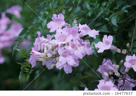 My name is Pink Ling Flower Nozen Kazura. 16477637